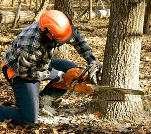 Tree Removal in Dunsmuir, CA